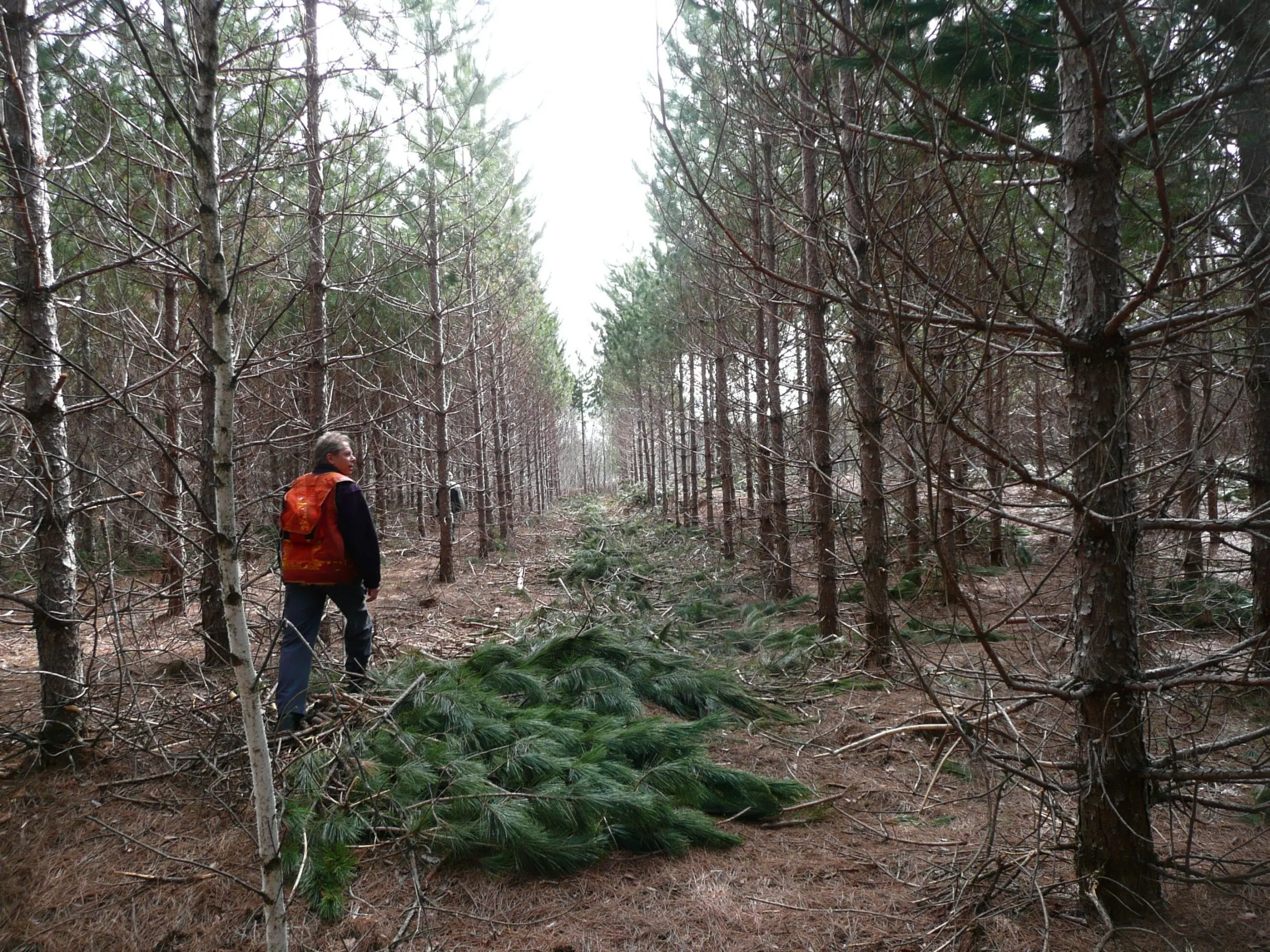 Forêt privée mature