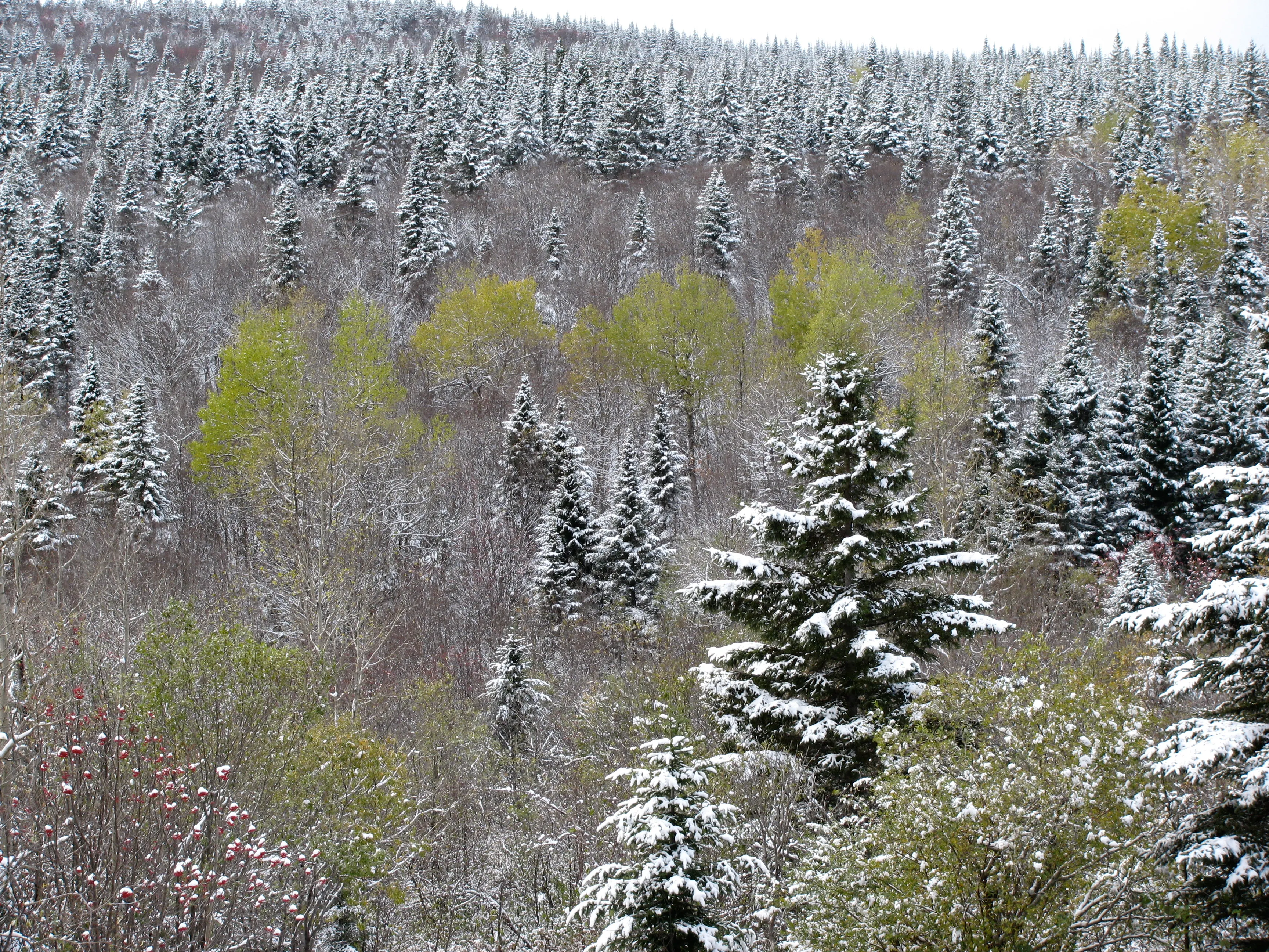 Forêt mixte enneigée à flanc de montagne