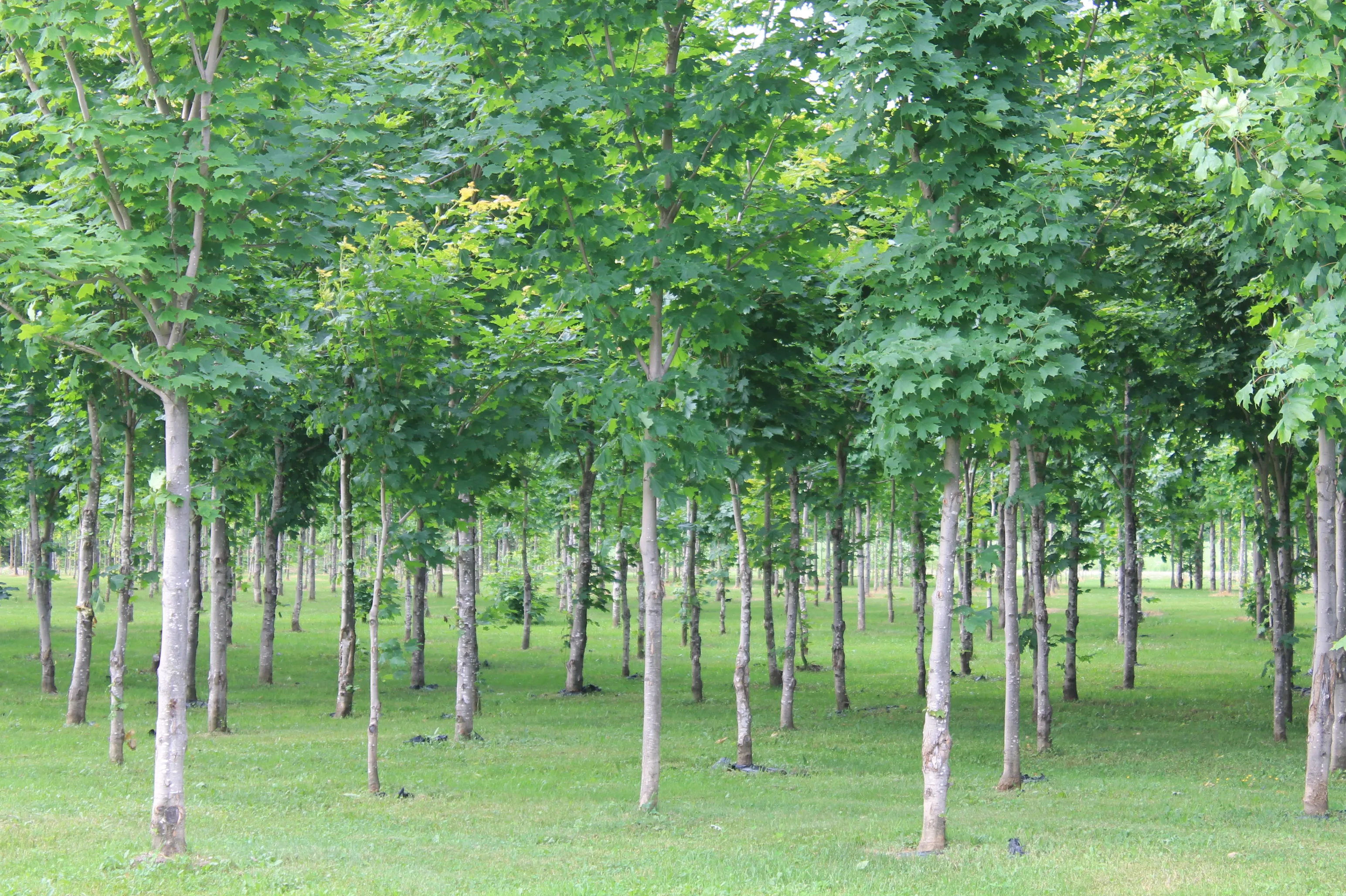 Plantation d'érables en milieu ouvert